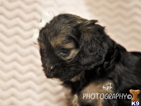 breeders Picture 2